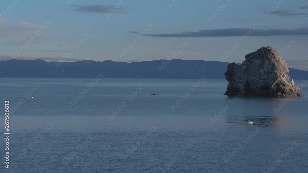 Pan across Nelson inner harbour to recreational fishing boat. Sea birds early morning feeding and diving