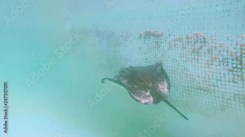 Stingray swimming in slow motion Half Moon Cay Bahaman water private island tour photo