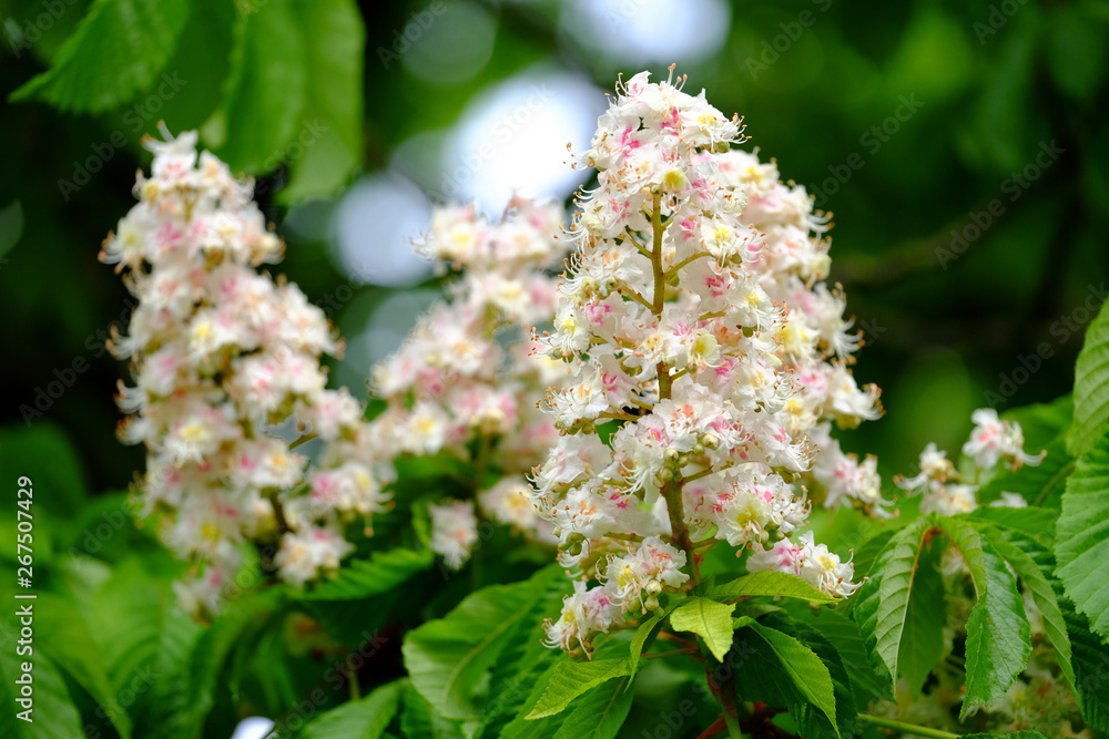Kastanien in voller Blüte Kastanien in voller Blüte