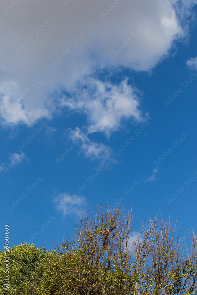 A white cloud and blue sky above the tops of trees with autumn leaves image in portrait format with copy space