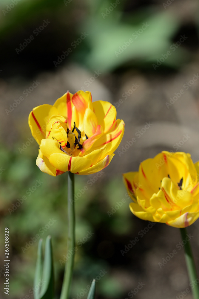 Yellow tulips close up in the spring garden on a bright day Yellow tulips close up in the spring garden on a bright day