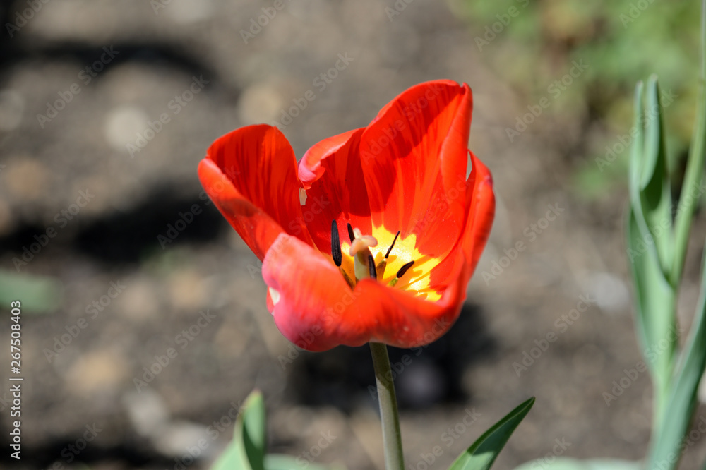 Red tulip close up in the spring garden on a bright day