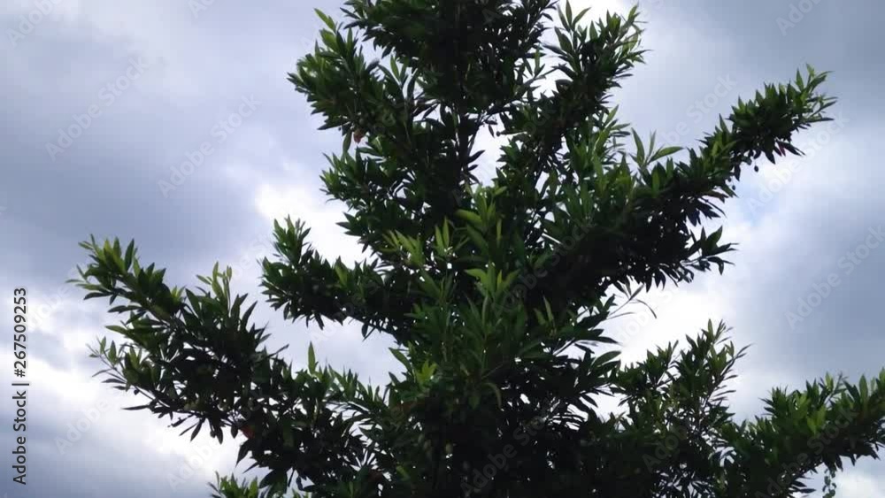 Natural Motion Green Leaves Waved By The Wind In The Cloudy Sky Natural Motion Green Leaves Waved By The Wind In The Cloudy Sky