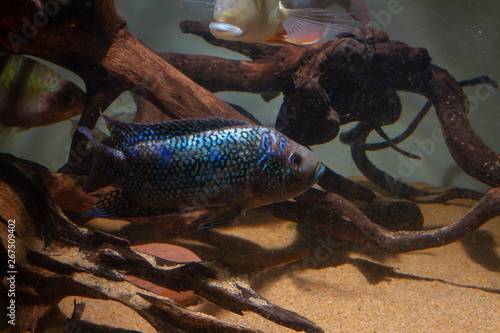 Jack Dempsey Cichlid (Rocio octofasciata) beautiful fish of Central America photo