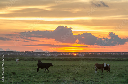 cow on pasture at sunset