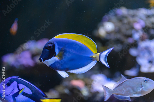 Принти на полотні Powder Blue Tang (Acanthurus leucosternon) swimming in coral reef tank