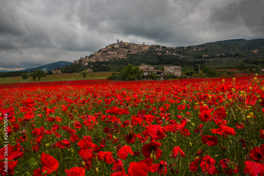 Romantica veduta del borgo medievale di Trevi da un campo di papaveri rossi in Umbria