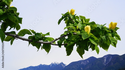 Magnolia blossom. Beautiful yellow flowering magnolia close up. Chinese Magnolia denudata Yellow River ('Fei Huang') with big delicate yellow flowers. photo