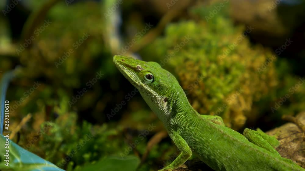beautiful macro shot of green anole lizard!! beautiful macro shot of green anole lizard!!