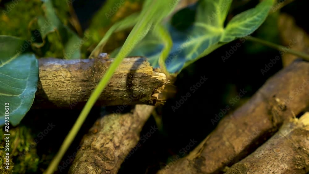 beautiful macro shot of green anole lizard!! beautiful macro shot of green anole lizard!!