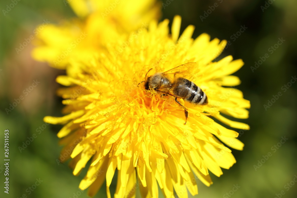 Biene sammelt Pollen auf Löwenzahnblüte Biene sammelt Pollen auf Löwenzahnblüte