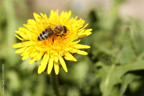 Honigbiene sammelt Pollen auf Löwenzahn