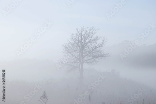 trees in fog photo