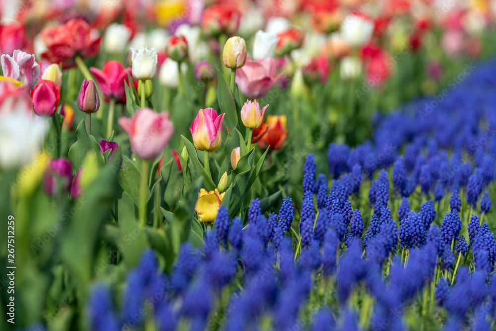Spring fields of blooming tulip. Beauty outdoor scene Spring fields of blooming tulip. Beauty outdoor scene