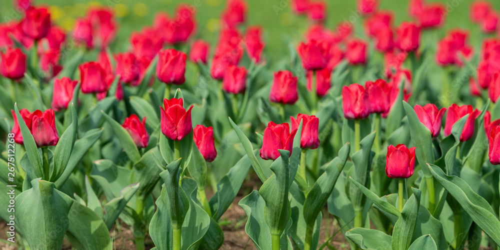 Spring fields of blooming tulip. Beauty outdoor scene Spring fields of blooming tulip. Beauty outdoor scene