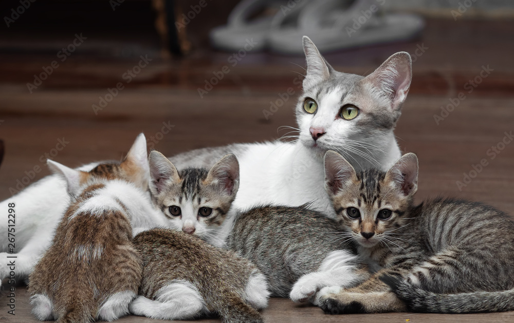 Close up Four Kittens with Mother Cat on The Floor