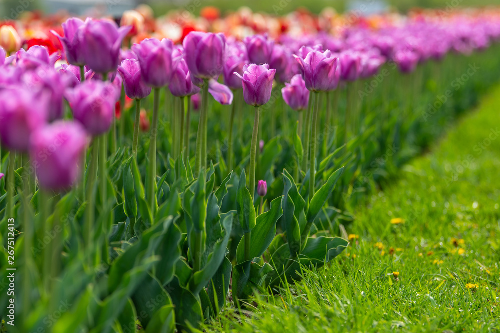 Spring fields of blooming tulip. Beauty outdoor scene Spring fields of blooming tulip. Beauty outdoor scene