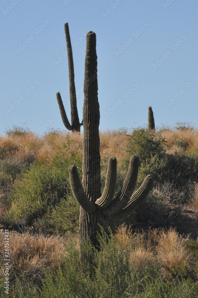 Saguaro Cactus Hand