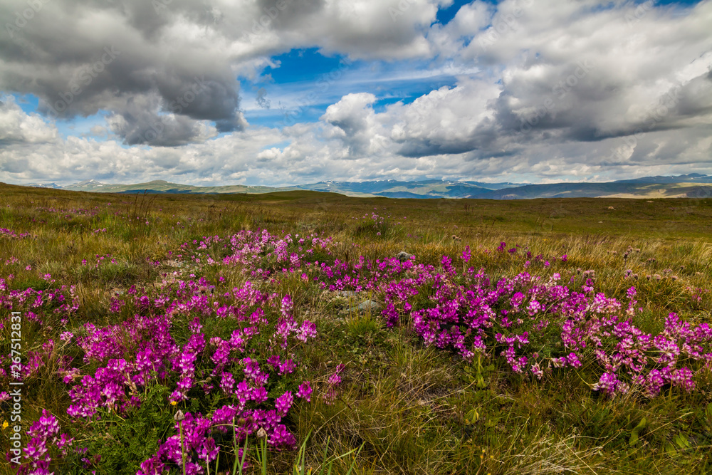 Field with wild flowers and mountains on the background. Field with wild flowers and mountains on the background.