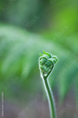A fragile and delicate set of heart shaped fern buds is ready to unfurl and release brand new leaves.