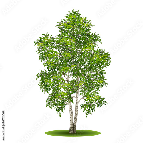 detached tree birch with green leaves