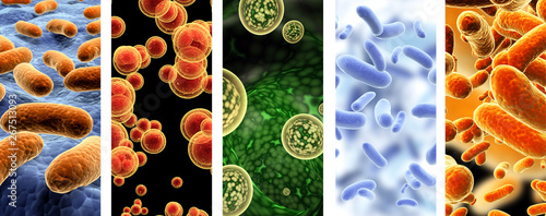 Set of vertical banners with pathogenic bacterias and viruses photo