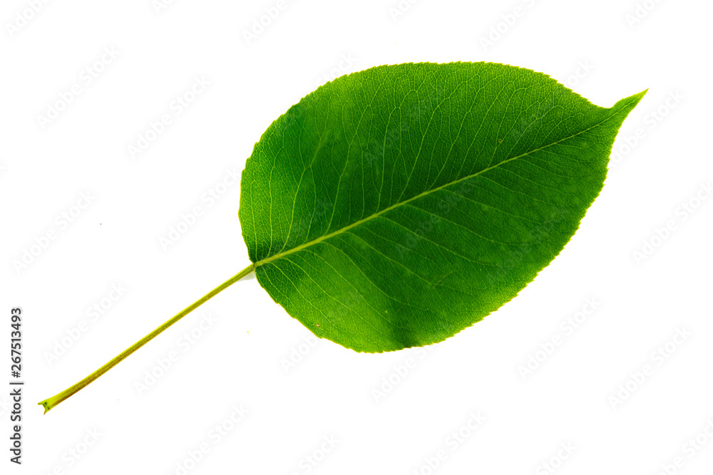 Obraz premium one green leaf of pear isolated on white background, top side of leaf
