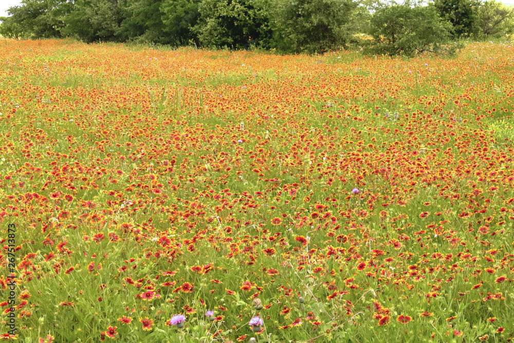 Picture of a large meadow covered by Indian Blanket (Firewheel) flowers, taken at the blooming spring season in TX, USA Picture of a large meadow covered by Indian Blanket (Firewheel) flowers, taken at the blooming spring season in TX, USA