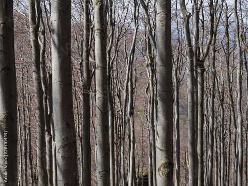 close up grey trunks of young beech trees structure with lights and shadows  natural pattern background