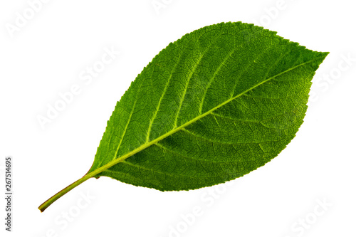 single green leaf of cherry isolated on white background, bottom side of leaf