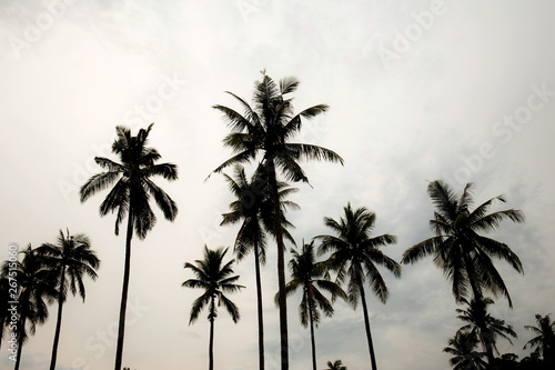 Coconut tree at white sky.