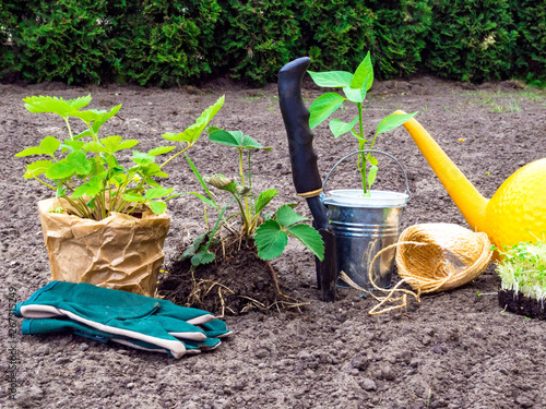 gardening tools for gardening, gloves, seedlings, watering can, seasonal garden work.
