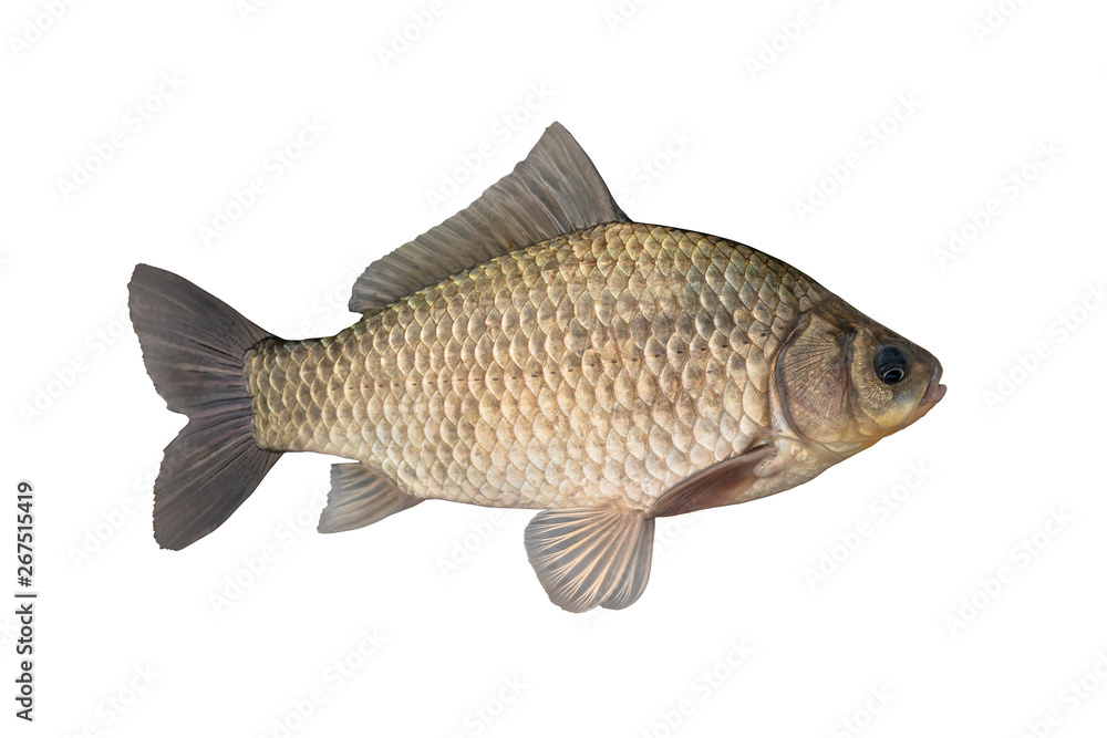 Fototapeta premium Live crucian carp fish with flowing fins isolated on white background