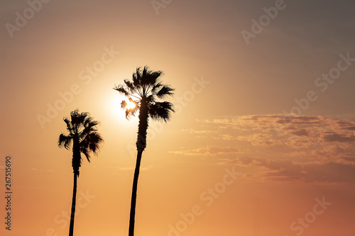 palm trees and colorful sky with beautiful sunset 