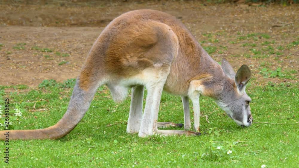 A kangaroo is bent forward grazing in grass, facing right. It looks around, continues grazing and moving forward in small steps. A kangaroo is bent forward grazing in grass, facing right. It looks around, continues grazing and moving forward in small steps.