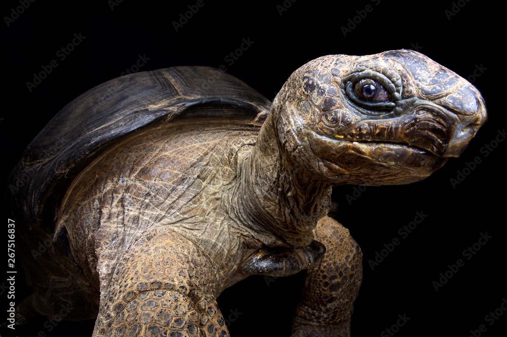 Aldabra giant tortoise (Aldabrachelys gigantea) Aldabra giant tortoise (Aldabrachelys gigantea)