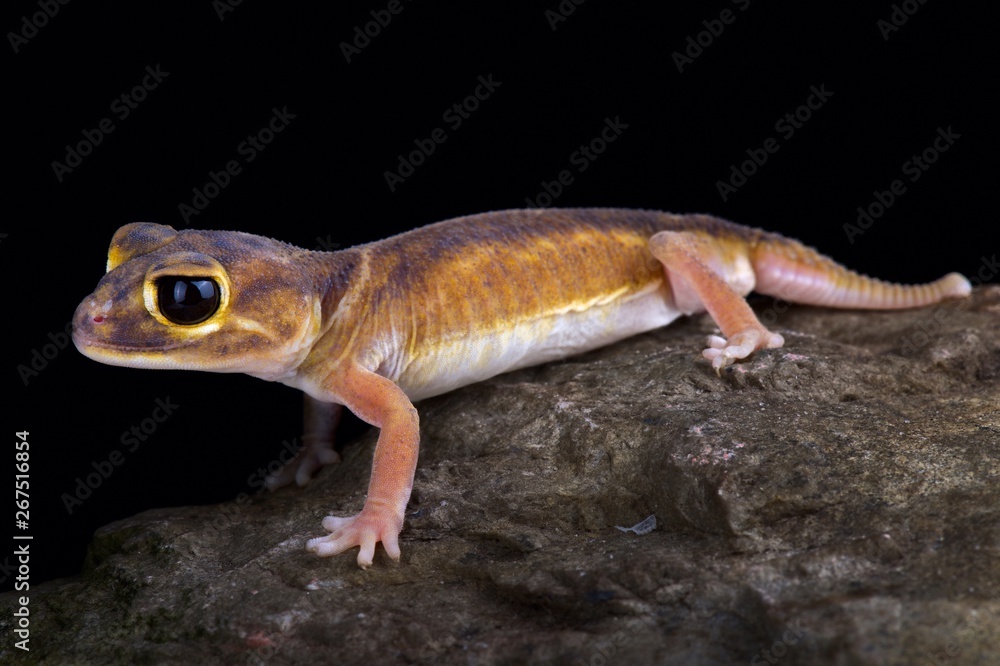 Pernatty knob-tailed gecko (Nephrurus deleani) Pernatty knob-tailed gecko (Nephrurus deleani)