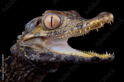 Schneider's dwarf caiman (Paleosuchus trigonatus) photo