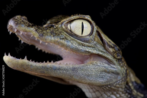 Spectacled caiman (Caiman crocodilus chiapasius)