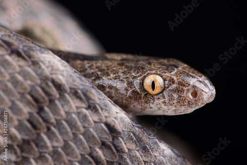 Mediterranean Cat Snake (Telescopus fallax iberus) photo