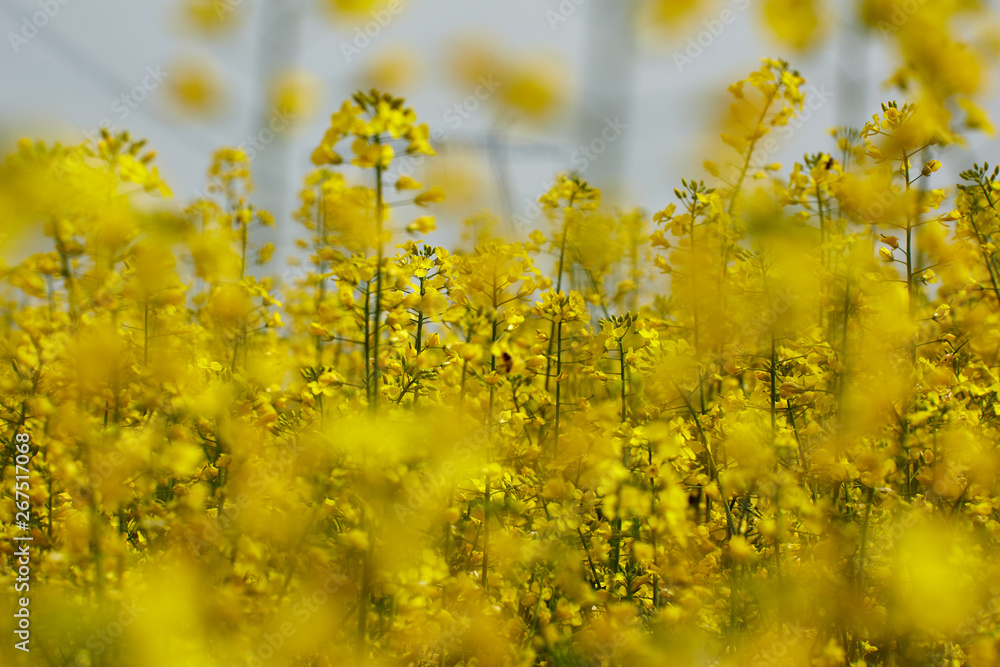 Obraz premium Rape field in bloom