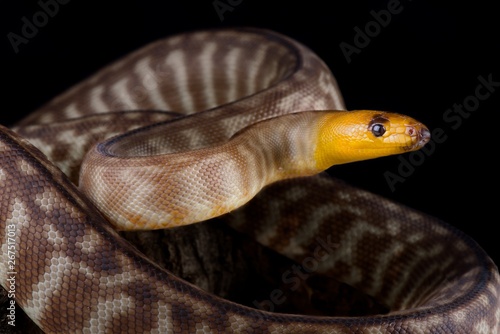 Woma python (Aspidites ramsayi)