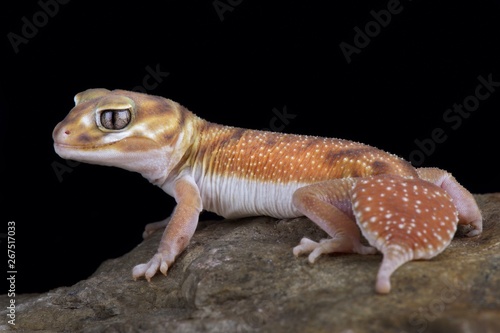 Western Smooth Knob-tailed Gecko (Nephrurus levis occidentalis)