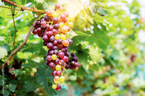 Grapes on tree with sunlight.