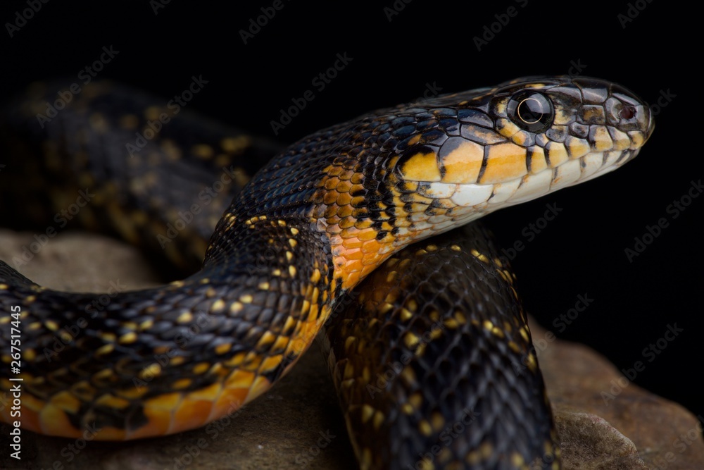 Fototapeta premium Horseshoe Whip Snake (Hemorrhois hippocrepis)