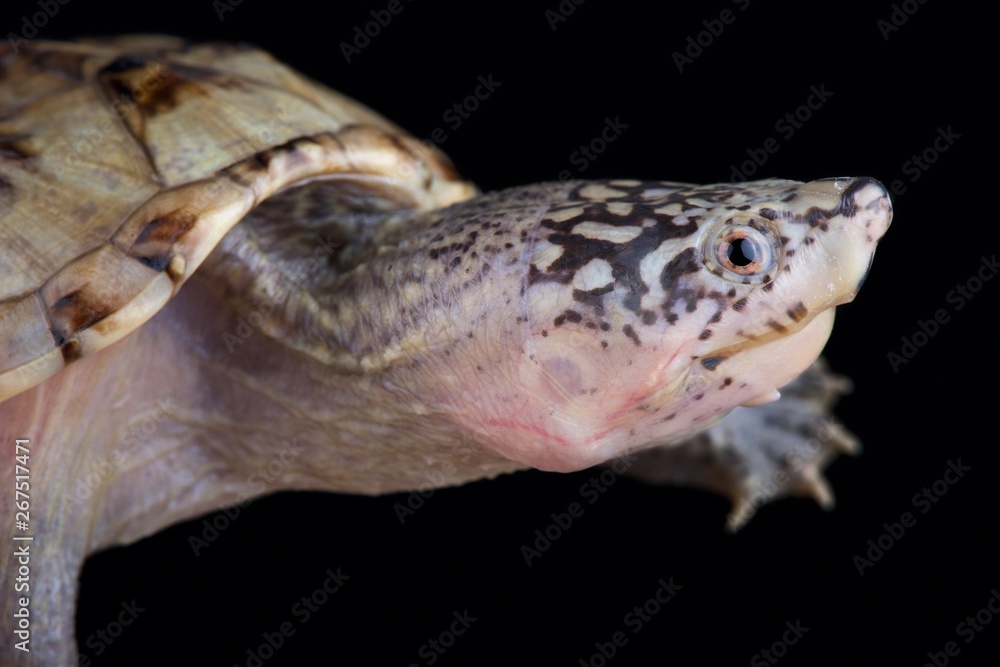 Northern giant musk turtle (Staurotypus triporcatus) Northern giant musk turtle (Staurotypus triporcatus)