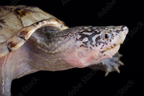 Northern giant musk turtle (Staurotypus triporcatus)
