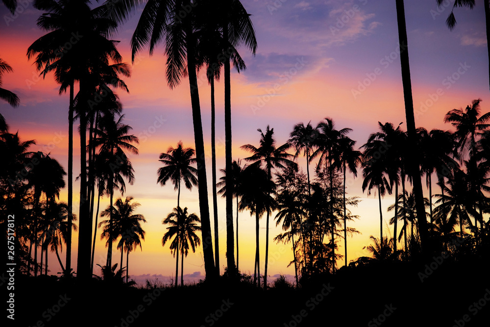 Obraz premium Palm tree with silhouette at sky.