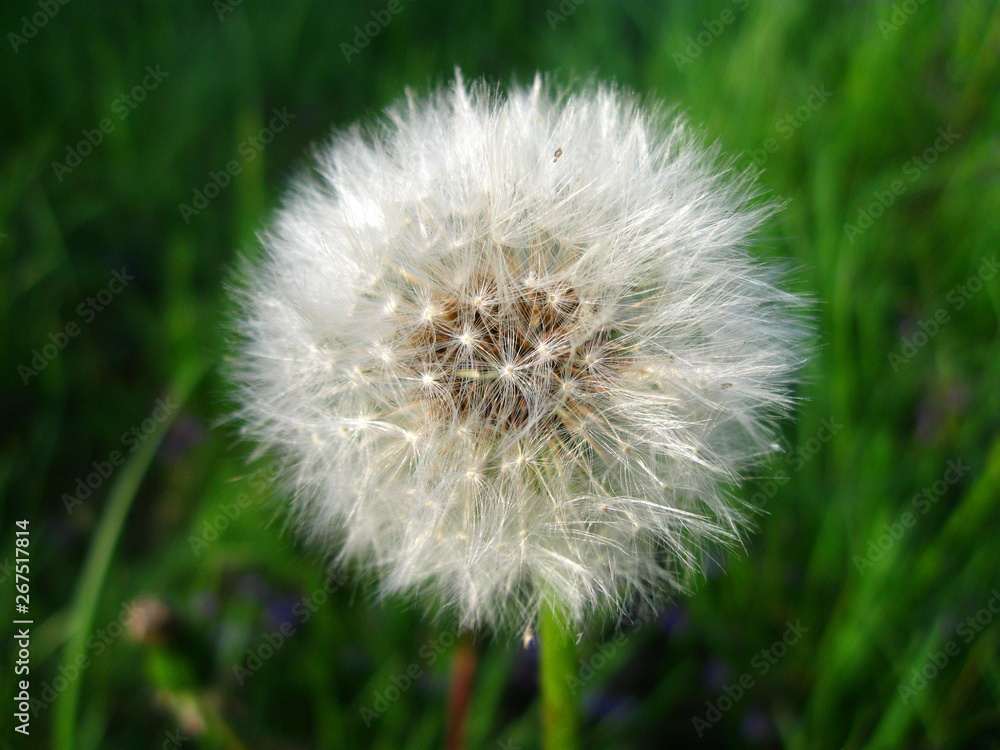 Fototapeta premium mlecz polny