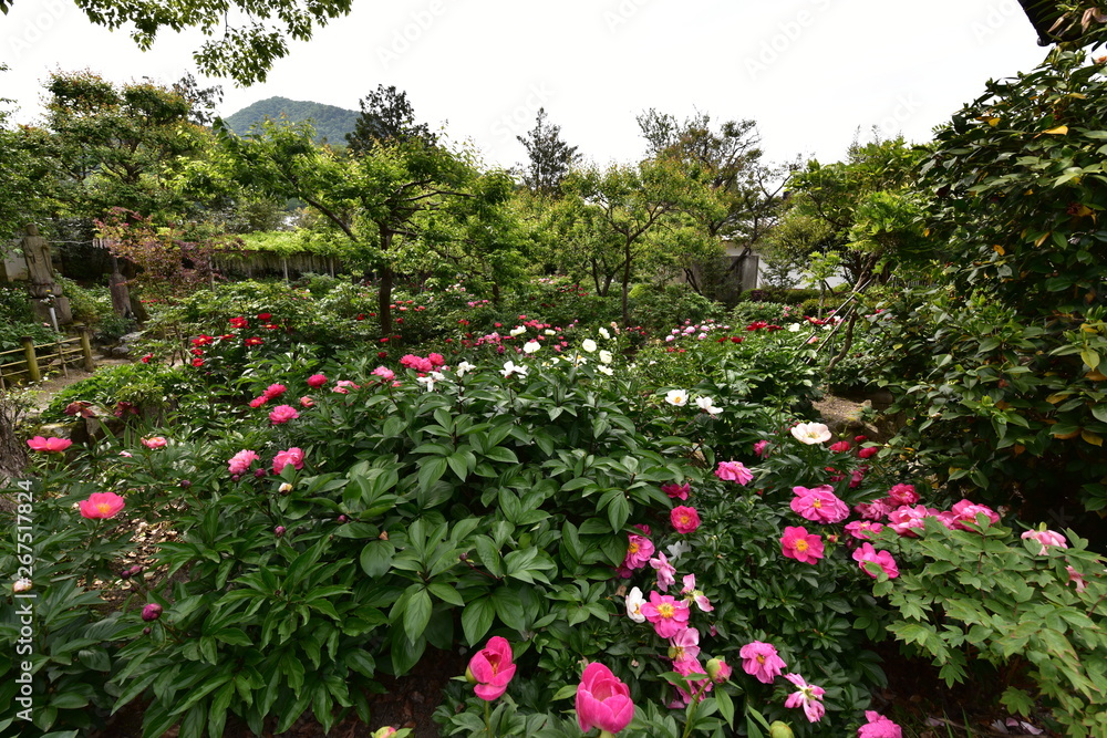 奈良の寺と薔薇の花